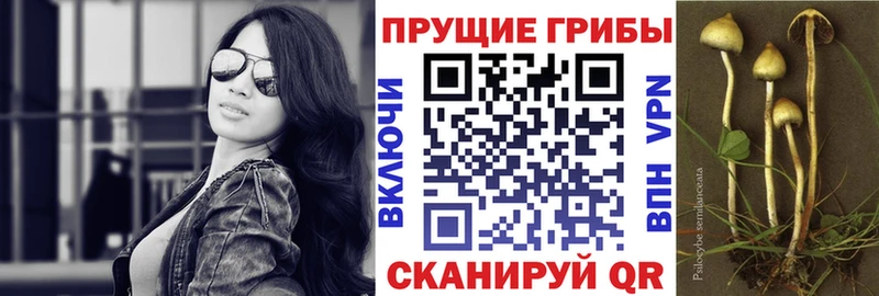 где найти наркотики Приволжск Галлюциногенные грибы ЛСД